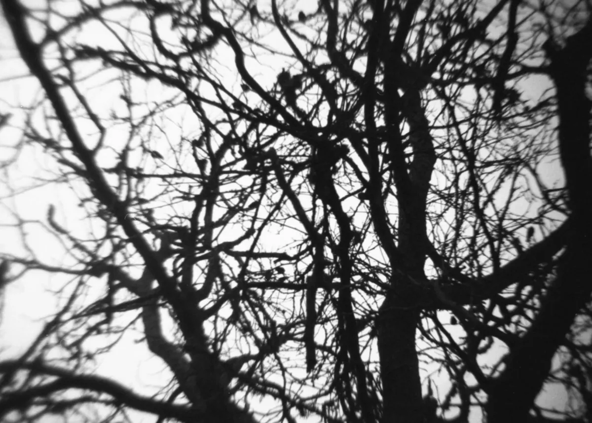 Vintage and grainy black and white photo of a bunch of tree branches in silhouette. There may be a bird perched on one of the branches, but it's hard to tell.