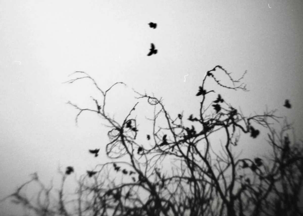 Grainy and blurry black and white photo of a flock of birds sitting in a tangle of sparse branches.