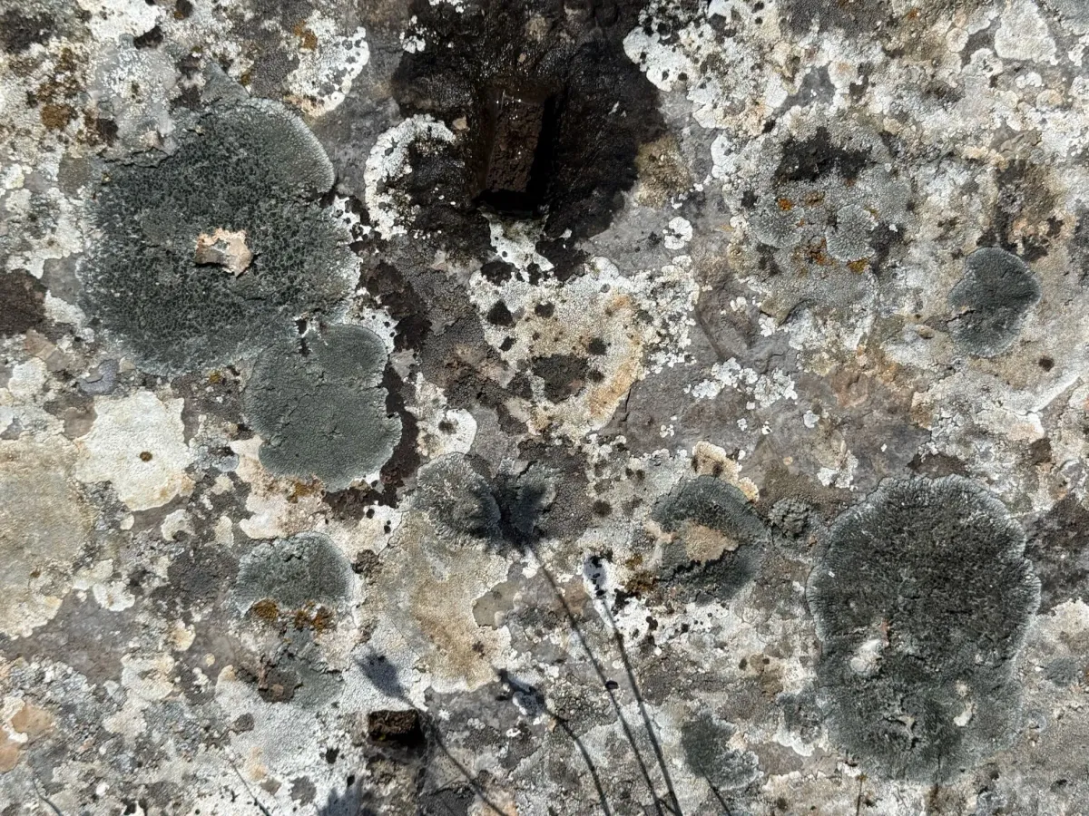 Tiny shadow of a flower against a speckled and lichen covered stone.