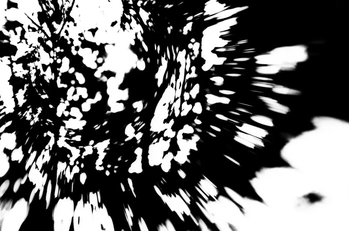 Photo of black tree branches and leaves on a stark white background that such extreme contrast it looks abstract,