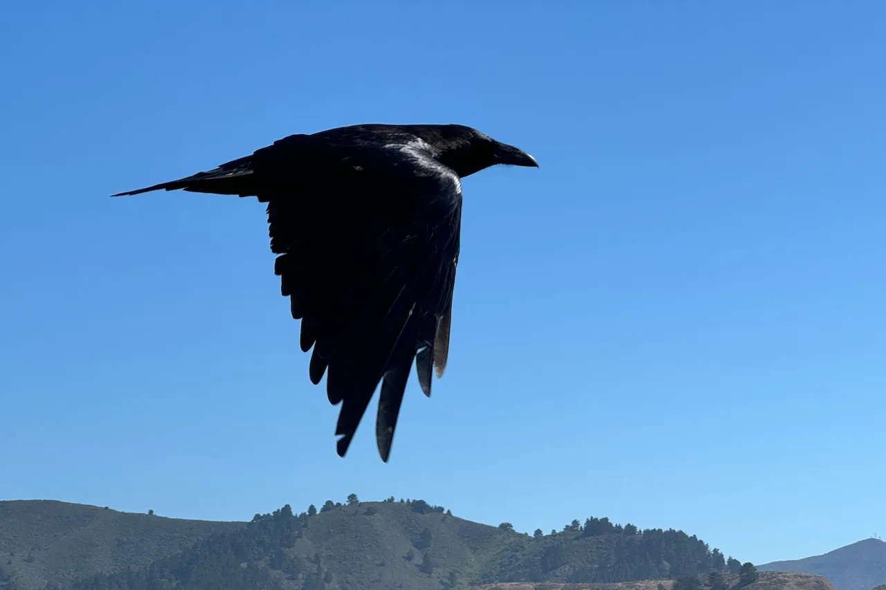 Photograph of a crow flying in a rich, blue sky.