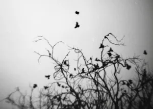 eagles toppling mountain goats