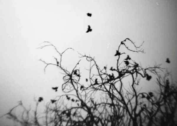 eagles toppling mountain goats