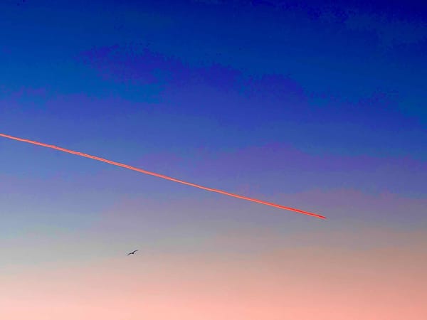 Photo of a pink contrail against a gradient pink and blue sky. There is a single gull flying under the contrail. The image has been heavily pixelated so it looks cartoonish.