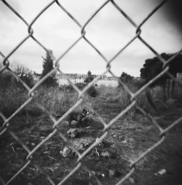Grainy black and white photo of a dog in an urban vacant lot, as seen through a chain link fence. In the distant background is a body of water and a group of buildings.