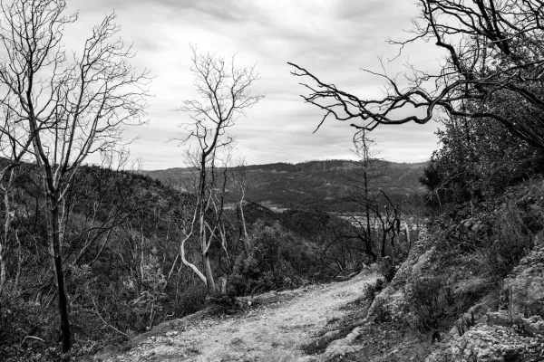 Stark black and white photo of a burnt out forest landscape, looking at a foot path that leads off and curves out of sight. The mood is stark and doomy.