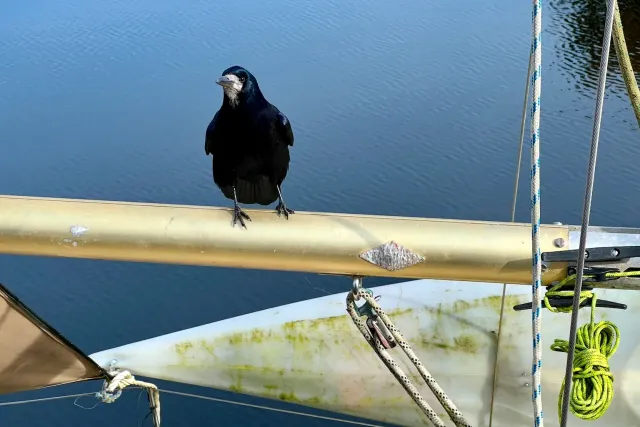 The Crowiest Crow